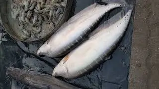 Vlog in the fish market  local big big Fish