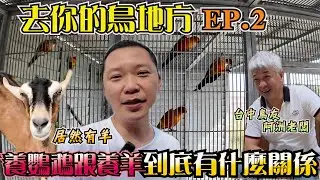 去你的鳥地方 EP2｜鸚鵡、雞鴨、羊咩咩一起生活？阿洲老闆的渡假系飼養 ｜林小白鸚鵡日常