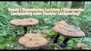 Reishi / Ganoderma Lucidum / Glänzender Lackporling oder Dunkler Lackporling? Teil 1