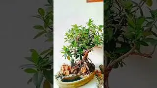 | Ficus Bonsai garden plant tray | home decor | DIY designs | creative ideas |