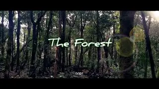 The Forest | Nature cinematic video | Cinematic Alam