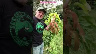 Why are my mango leaves changing color? ￼#mango #tropicalfruit #gardening