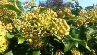 Hedera helix 'Arborescens' in bloei