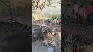 Elephant video 11.01.2026 hati video Hathi video হাতি হাতির ভিডিও #shorts #elephant #hati