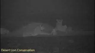 An historic event of five lions (3 fem & 2 cubs) at the Mowe Bay seal colony       | DesertLion.Info