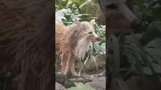 Muttart Conservatory Edmonton Alberta