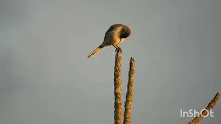 sabi&aacute;-do-campo (Mimus saturninus)