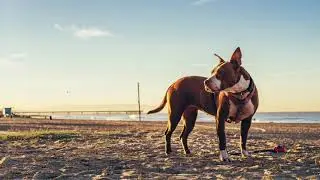 Hunde Entspannung mit Meeresrauschen