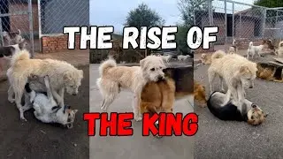 King Charles, the Alpha dog and his kingdom Montage