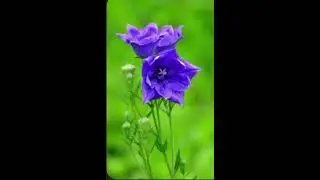 other Flowers vs the Foxglove