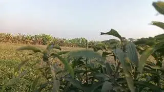 ଆମ୍ବ ଗଛରେ ଆସିଗଲା ନୂଆ ବୋଉଳ 🥭🥭🥭🥭