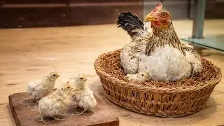 A Strange Scene in a Museum: A Hen Protects Her Chicks Forever