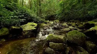 Melodious Mossy Stream: Rhythm of Gentle Flowing River Through Moss-Covered Rocks - River ambience