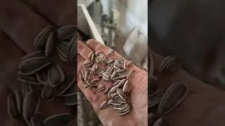 The sunflower seed cleaning machine removes unripe seeds, stones, and other impurities.