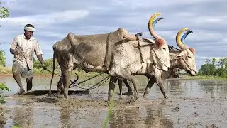 Bullock Working StyleBullock heavy loading performance | Bullockcart loading videos | cow