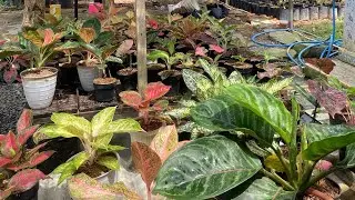 PAKET AGLONEMA murah OBRAL ‼️ #plants #aglonemalokal #aglaonema #aglonemalampungtimur #tanamanhias 