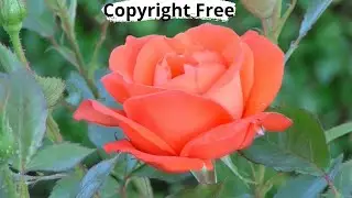 Copyright Free - Rose Flower Blooming | Stock Video 1080 Full HD
