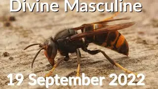 Divine Masculine Message&nbsp; - The Wasp - Releasing Anger