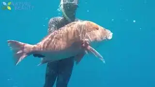 ocean documentary / adventure ( hunting fish, lobster, octopus, king crab, fishing tuna )
