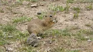European ground squirrel