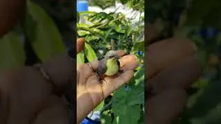 #cute#little#sunbird#wild#bird#sound