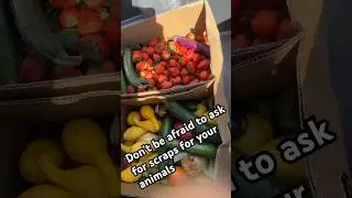 Saving money and time #scraps #produce #homestead #thebackyardbarn