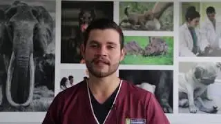 ¿POR QUÉ ESTUDIAR VETERINARIA? | UCG