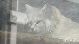 Erie zoo