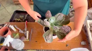Poda em algumas matrizes de Gibifloras#suculentas
