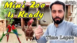 Master Cage Complete Vlog Time Laps | Birds Shed at Home | Aseel & Parrot New Cage Setup