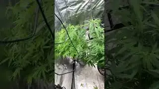 1 PLANT 4X4|| Dirty bird genetics