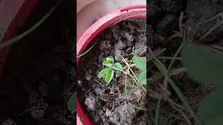 The secret to growing #fiveleafclover - update
