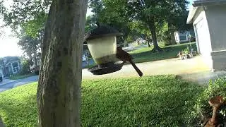Bird Feeder Outside My Office Window Part 1