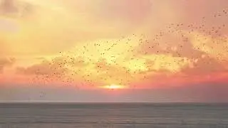 Von Hertzen Brothers - Starlings