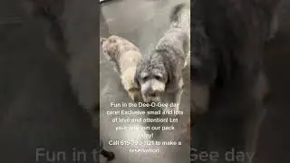 Fun in Dee-O-Gee Doggy Daycare