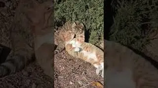 Decode Your Cat's Puzzling Behavior | Feline Mysteries Unveiled!