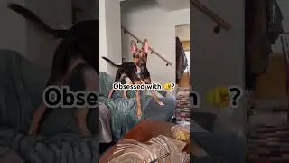 Yes I am #obssessed #gsds #funnydogvideos #dogmom #dogdad #cutedog #talkingdog #fyp #shorts