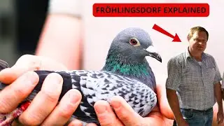 Georg Fröhlingsdorf 🇩🇪 | The System Behind Germany’s Most Consistent Racing Pigeons