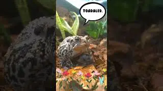 Cute Toad, Sad Story - Opie of Toadtown USA