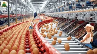 The Super Giant Farming Plant: Billions of Chicken Eggs Harvested Each Year in the United States