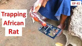 Rat Or Mouse Trap In Africa AC&N 41