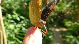 Butterfly in Laos
