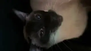 Kitty experiences wind