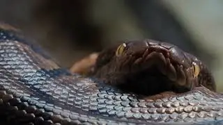 Largest SNAKE ever found! Check it out!