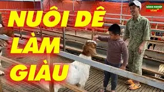 Phần 1 B&iacute; quyết nu&ocirc;i D&ecirc; Boer chi tiết nhất từ A đến Z || L&agrave;m gi&agrave;u với nghề nu&ocirc;i D&ecirc; Boer