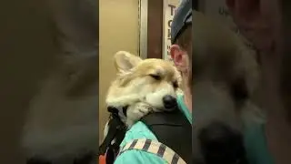 My fluffy corgi loves falling asleep on the train #funnydog #shorts