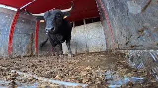 Pollos VA 2024 TOROS DE SAN NICOLAS 2&ordm; toro