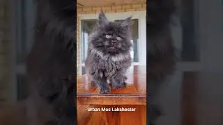 Urban Mos Lakshestar котенок мейн кун 2месяца и 1 неделя.