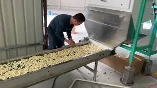 Garlic Peeling Production Line #garlic #foodmachinery #garlicpeeler