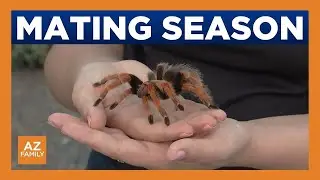 Tarantula mating season begins in Arizona